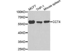 Western blot analysis of extracts of various cell lines, using CCT4 antibody. (CCT4 抗体  (AA 130-390))