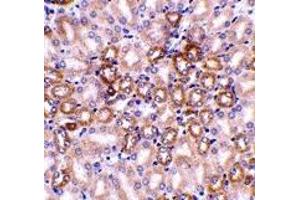 Immunohistochemistry (IHC) image for anti-Nephrosis 1, Congenital, Finnish Type (Nephrin) (NPHS1) (C-Term) antibody (ABIN1030538) (Nephrin 抗体  (C-Term))