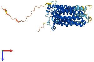 Solute Carrier Family 17 (Acidic Sugar Transporter), Member 5 (SLC17A5) (AA 1-495) protein (His tag)