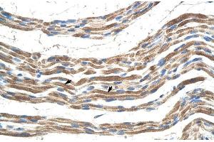 Human Muscle (Pannexin 2 抗体  (N-Term))