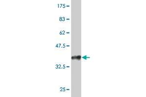 Western Blot detection against Immunogen (35. (HCLS1 抗体  (AA 266-355))