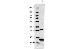 Image no. 1 for anti-Interleukin 17A (IL17A) antibody (ABIN401113) (Interleukin 17a 抗体)