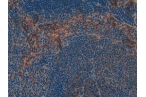Detection of TLR4 in Mouse Spleen Tissue using Polyclonal Antibody to Toll Like Receptor 4 (TLR4) (TLR4 抗体  (AA 26-269))