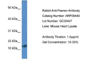 Western Blotting (WB) image for anti-Presenilin Enhancer 2 Homolog (PSENEN) (N-Term) antibody (ABIN2788067) (PEN2 抗体  (N-Term))