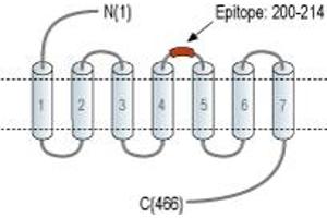 Representative domain view of the target of ABIN7234672. (Adrenergic, beta-1-, Receptor (ADRB1) Peptide)