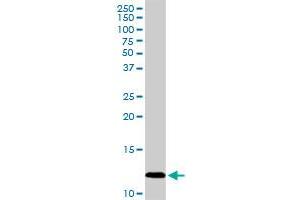PF4 MaxPab rabbit polyclonal antibody. (PF4 抗体  (AA 1-101))