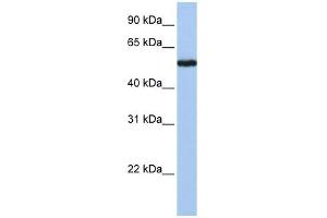 FLJ90709 antibody used at 1 ug/ml to detect target protein. (FLJ90709 (Middle Region) 抗体)