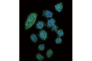 Immunofluorescence (IF) image for anti-Interferon Regulatory Factor 9 (IRF9) antibody (ABIN2996417) (IRF9 抗体)