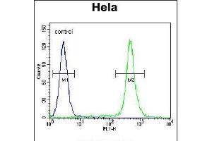 Flow cytometric analysis of Hela cells (right histogram) compared to a negative control cell (left histogram). (C18orf8 抗体  (N-Term))