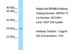 Western Blotting (WB) image for anti-Ephrin B3 (EFNB3) (C-Term) antibody (ABIN2789619) (Ephrin B3 抗体  (C-Term))