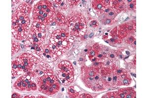 Anti-REEP5 antibody IHC of human adrenal. (REEP5 抗体  (N-Term))