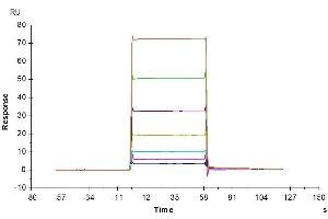 Surface Plasmon Resonance (SPR) image for Tumor Necrosis Factor Receptor Superfamily, Member 17 (TNFRSF17) (AA 1-49) protein (His-Avi Tag,Biotin) (ABIN7273945)