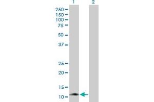 Western Blot analysis of KIR3DX1 expression in transfected 293T cell line by KIR3DX1 MaxPab polyclonal antibody. (KIR3DX1 抗体  (AA 1-78))