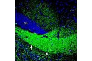 Expression of ASCT2 in mouse hippocampus - Immunohistochemical staining of perfusion-fixed frozen mouse brain sections with Anti-ASCT2 (SLC1A5) Antibody (ABIN7043668, ABIN7044823 and ABIN7044824), (1:200), followed by goat-anti-rabbit-AlexaFluor-488. (SLC1A5 抗体  (Intracellular))