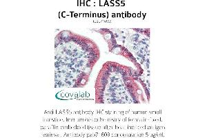 Image no. 1 for anti-LAG1 Homolog, Ceramide Synthase 5 (LASS5) (C-Term) antibody (ABIN1736366) (LASS5 抗体  (C-Term))