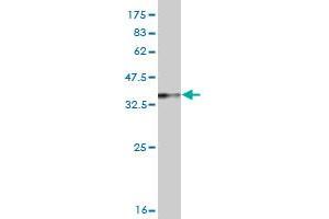 Western Blot detection against Immunogen (36. (Rhotekin 抗体  (AA 451-549))