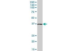 NANS MaxPab polyclonal antibody. (NANS 抗体  (AA 1-359))