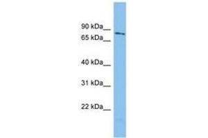 Image no. 1 for anti-WD Repeat Domain 49 (WDR49) (AA 107-156) antibody (ABIN6745027) (WDR49 抗体  (AA 107-156))