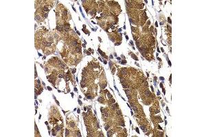 Immunohistochemistry of paraffin-embedded human stomach using STAMBP antibody. (STAMBP 抗体  (AA 100-270))