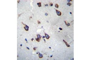 Formalin fixed, paraffin embedded human brain tissue stained with SIM1 Antibody (N-term) followed by peroxidase conjugation of the secondary antibody and DAB staining. (SIM1 抗体  (N-Term))