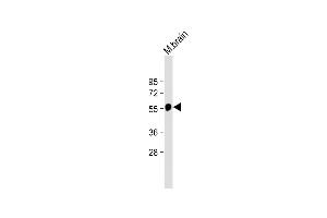 Anti-beta Tubulin Antibody at 1:2000 dilution + Mouse brain lysate Lysates/proteins at 20 μg per lane. (TUBB 抗体  (AA 298-328))