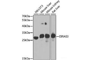 Western blot analysis of extracts of various cell lines using DIRAS3 Polyclonal Antibody at dilution of 1:1000. (DIRAS3 抗体)