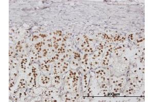 Immunoperoxidase of purified MaxPab antibody to NPM2 on formalin-fixed paraffin-embedded human adrenal gland. (NPM2 抗体  (AA 1-214))