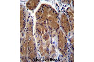 TSSK6 Antibody (C-term) immunohistochemistry analysis in formalin fixed and paraffin embedded human stomach tissue followed by peroxidase conjugation of the secondary antibody and DAB staining. (TSSK6 抗体  (C-Term))