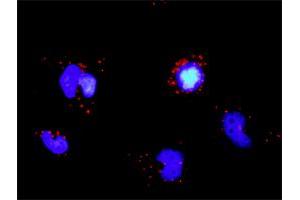 Proximity Ligation Analysis of protein-protein interactions between TRAF5 and TRAF3. (TRAF5 抗体  (AA 1-557))