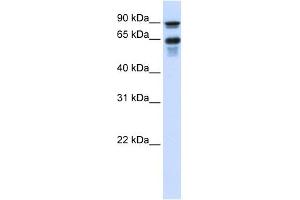 VGF antibody used at 1 ug/ml to detect target protein. (VGF 抗体  (Middle Region))