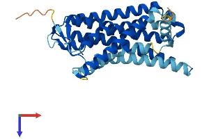 Olfactory Receptor, Family 8, Subfamily D, Member 2 (OR8D2) (AA 1-311) protein (His tag)