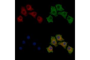 ABIN7094232 and ABIN7098279 staining HepG2 cells by IF/ICC.