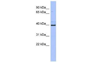 WB Suggested Anti-ZFP42 Antibody Titration:  0. (ZFP42 抗体  (Middle Region))