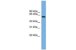 WB Suggested Anti-Klf11 Antibody Titration:  0. (KLF11 抗体  (Middle Region))