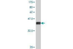Western Blot detection against Immunogen (38. (PDGFC 抗体  (AA 236-345))