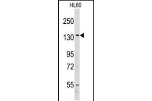 Western blot analysis of anti-VARS Antibody in HL60 cell line lysates (35ug/lane) (VARS 抗体  (AA 679-707))