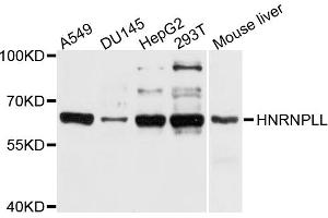 Western blot analysis of extracts of various cell lines, using HNRNPLL antibody (ABIN4903954) at 1:1000 dilution. (HNRPLL 抗体)