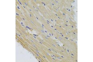Immunohistochemistry of paraffin-embedded mouse heart using FIS1 Antibody. (Fission 1 抗体  (AA 1-122))