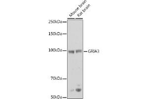 Western blot analysis of extracts of various cell lines, using GRI antibody (ABIN6127964, ABIN6141386, ABIN6141387 and ABIN6218189) at 1:500 dilution. (Glutamate Receptor 3 抗体  (AA 200-490))