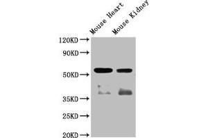 Western Blot Positive WB detected in: Mouse heart tissue,Mouse kidney tissue All lanes: ompF antibody at 1:2000 Secondary Goat polyclonal to rabbit IgG at 1/50000 dilution Predicted band size: 57 kDa Observed band size: 57 kDa (Angiopoietin 4 抗体  (AA 25-144))