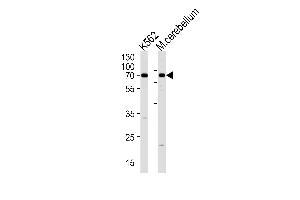 EAIP1 Antibody (N-term) (ABIN1881302 and ABIN2838451) western blot analysis in K562 cell line and mouse cerebellum tissue lysates (35 μg/lane).