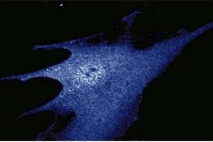 Immunofluorescence staining of WI-38 cells (Human lung fibroblasts, ATCC CCL-75). (HSP90 抗体  (AA 586-732))