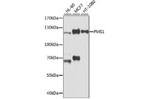 Western blot analysis of extracts of various cell lines, using PMS1 antibody (ABIN1874173) at 1:1000 dilution. (PMS1 抗体)
