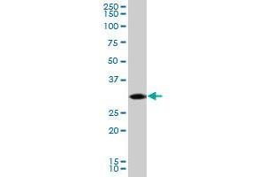 CDK5 MaxPab polyclonal antibody. (CDK5 抗体  (AA 1-292))