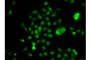 Immunofluorescence analysis of U2OS cells using NELFE antibody (ABIN5974213). (RDBP 抗体)