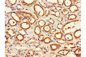 Immunohistochemistry of paraffin-embedded human kidney tissue using ABIN7143250 at dilution of 1:100 (APEH 抗体  (AA 201-500))