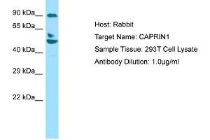Host: RabbitTarget Name: CAPRIN1Antibody Dilution: 1. (Caprin-1 抗体  (C-Term))
