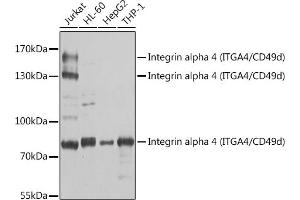 Western blot analysis of extracts of various cell lines, using Integrin alpha 4 (ITG/CD49d) antibody (ABIN3021105, ABIN3021106, ABIN3021107 and ABIN6213953) at 1:1000 dilution. (ITGA4 抗体  (C-Term))