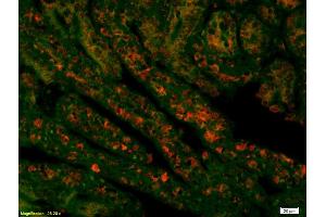 Formalin-fixed and paraffin embedded mouse intestine labeled with Rabbit Anti Acetyl-Histone H4(K16) Polyclonal Antibody, Unconjugated (ABIN1387532) at 1:200, overnight at 4°C, The secondary antibody was Goat Anti-Rabbit IgG, Cy3 conjugated used at 1:200 dilution for 40 minutes at 37°C. (Histone H4 抗体  (acLys17))