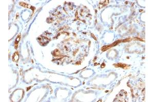 Formalin-fixed, paraffin-embedded human Kidney stained with Adiponectin Mouse Monoclonal Antibody (ADPN/1370). (ADIPOQ 抗体  (AA 145-226))